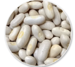 White Kidney Bean